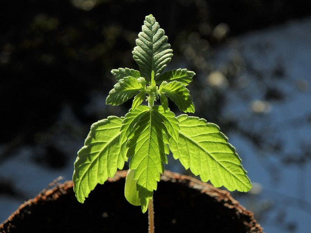 rostlinka marihuany na slunci